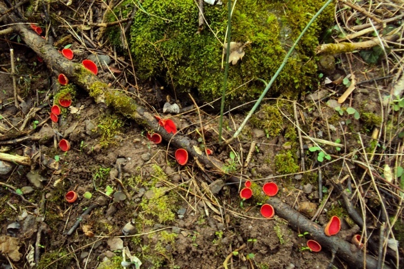 Sarcoscypha austriaca (?) con microscopia